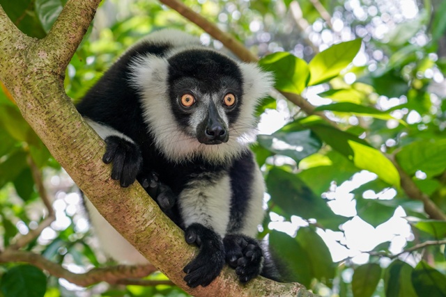 シンガポール動物園