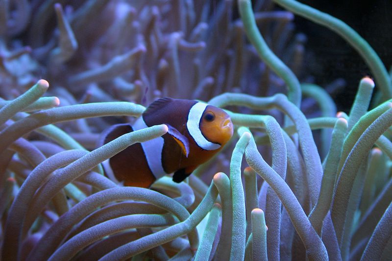 西オーストラリア州立水族館