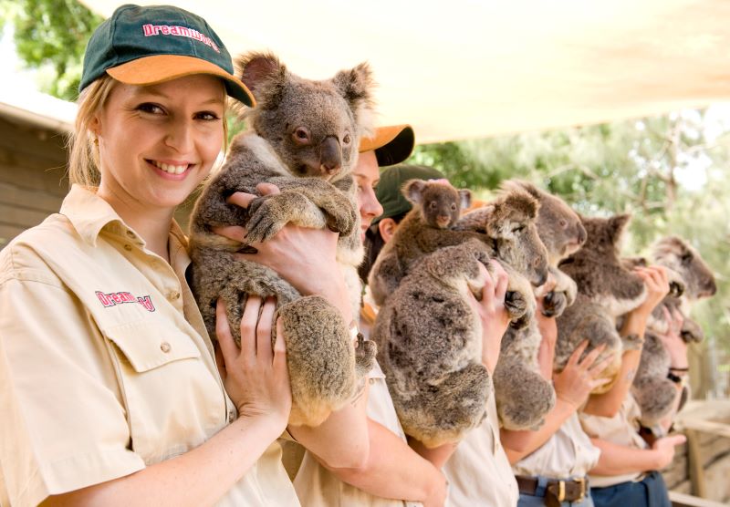 ゴールドコーストのコアラが抱っこできる動物園5選！