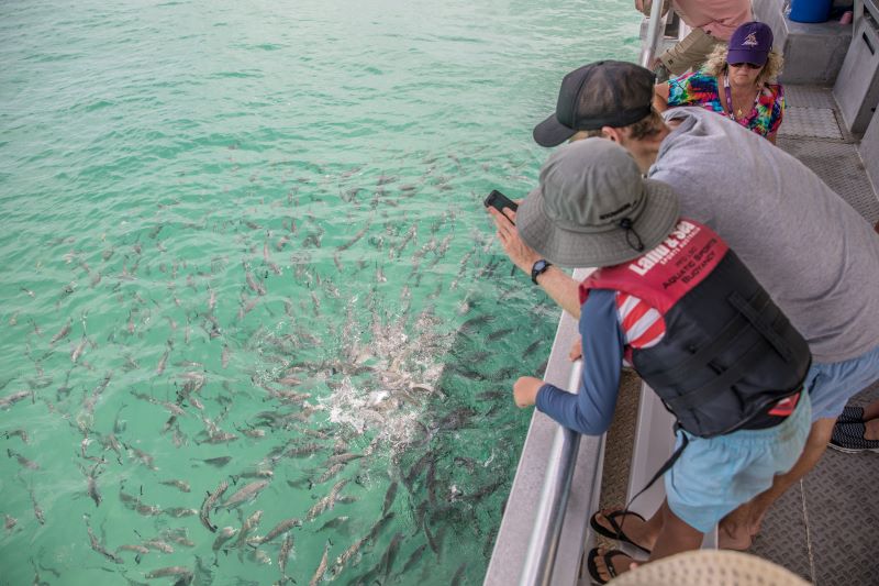 モートン島「タンガルーマ・アイランド・リゾート」観光の完全ガイド - 行き方、見所、ツアー紹介