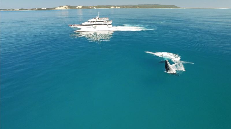 モートン島「タンガルーマ・アイランド・リゾート」観光の完全ガイド - 行き方、見所、ツアー紹介