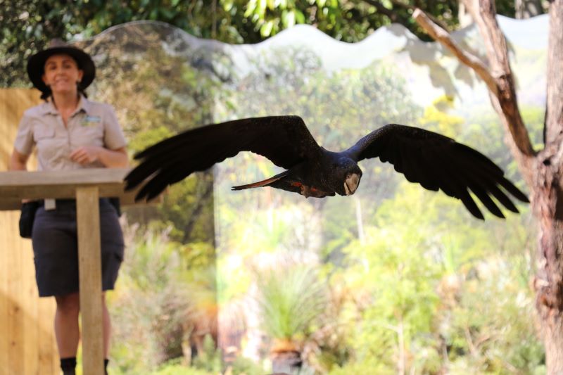 ゴールドコーストの「カランビン動物園」完全ガイド - 行き方、見所、お得なチケット入手方法など