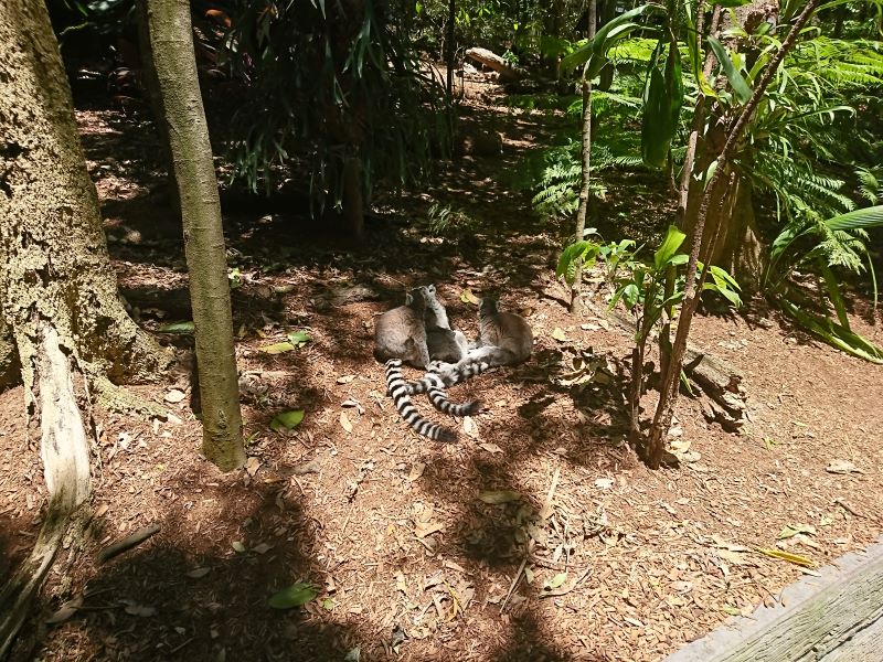 ゴールドコーストの「カランビン動物園」完全ガイド - 行き方、見所、お得なチケット入手方法など