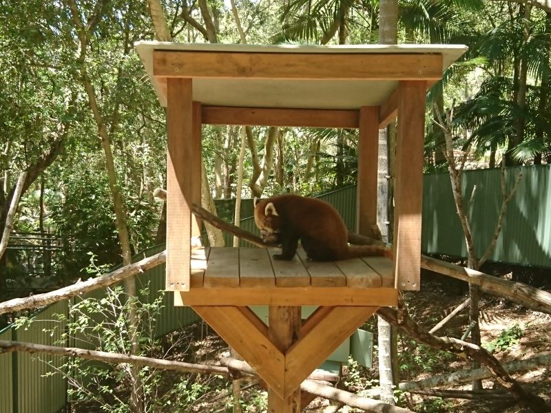 ゴールドコーストの「カランビン動物園」完全ガイド - 行き方、見所、お得なチケット入手方法など