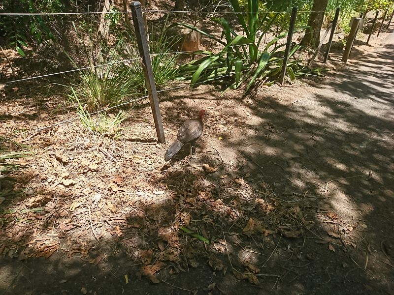 ゴールドコーストの「カランビン動物園」完全ガイド - 行き方、見所、お得なチケット入手方法など