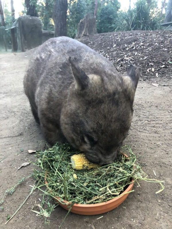 ゴールドコーストの「カランビン動物園」完全ガイド - 行き方、見所、お得なチケット入手方法など