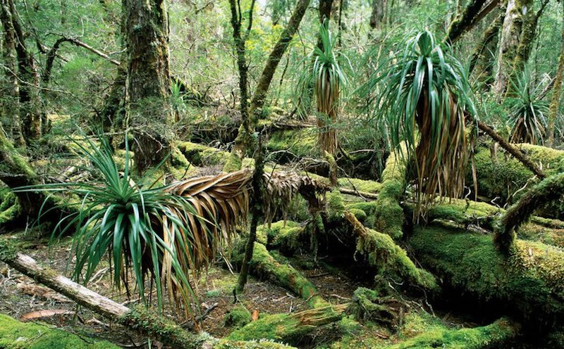 オーストラリア　植物